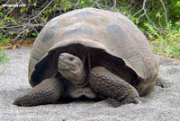  Las islas Galápagos, en un documental. En la imagen, una gigantesca tortuga que da nombre al famoso archipiélago